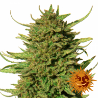 Critical Kush Regular Cannabis Seeds | Barney's Farm 