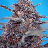 Auto Devil Cream Feminised Cannabis Seeds | Sweet Seeds