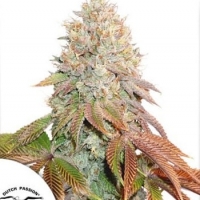 Banana Blaze Feminised Cannabis Seeds | Dutch Passion 
