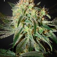 Damn Sour Feminised Cannabis Seeds | Green House Seeds.