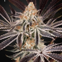 Dark Phoenix Feminised Cannabis Seeds | Green House Seeds.