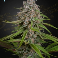 Deep Candy CBD Feminised Cannabis Seeds | Green House Seeds.