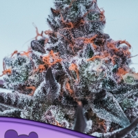 Deep Jealousy Auto Feminised Cannabis Seeds - Anesia Seeds