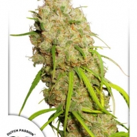 Desfran Feminised Cannabis Seeds | Dutch Passion 