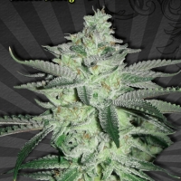 Diesel Berry Auto flowering Feminised Cannabis Seeds | Auto Seeds