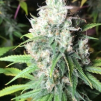 Dieselicious Feminised Cannabis Seeds | Freedom of Seeds