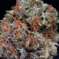 Don Girl Scout Cookies Feminised Cannabis Seeds | Don Avalanche Seeds