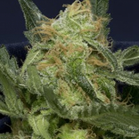 Don Gorilla Glue Feminised Cannabis Seeds | Don Avalanche Seeds