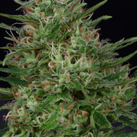 Don Green Crack Feminised Cannabis Seeds | Don Avalanche Seeds