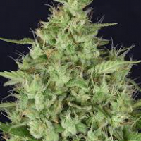Don Star Dawg Feminised Cannabis Seeds | Don Avalanche Seeds