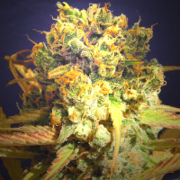 Dr. Bruce Banner Feminised Cannabis Seeds | The Original Sensible Seeds Company