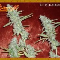 Krippleberry Auto Feminised Cannabis Seeds | Dr Krippling 