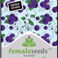Dream Berry Feminised Cannabis Seeds | Female Seeds 