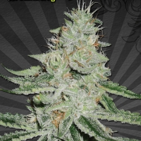 Dreamberry Auto flowering Feminised Cannabis Seeds | Auto Seeds