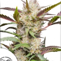 Auto Mimosa Punch Feminised Cannabis Seeds | Dutch Passion