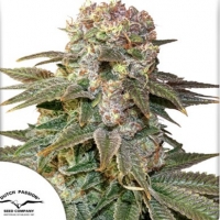 C-Vibez Feminised Cannabis Seeds | Dutch Passion