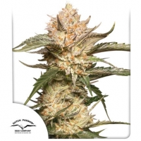 AutoTrichome and Cream Feminised Cannabis Seeds | Dutch Passion