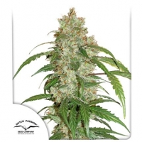 CBD Auto White Widow Feminised Cannabis Seeds | Dutch Passion 