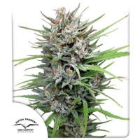 Passion #1 Regular Cannabis Seeds | Dutch Passion 
