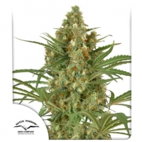 Snow Bud Feminised Cannabis Seeds | Dutch Passion 