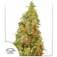 TCH-Victory Feminised Cannabis Seeds | Dutch Passion 