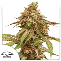 Tropical Tangie Feminised Cannabis Seeds | Dutch Passion 