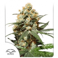 Orange Hill Special Feminised Cannabis Seeds | Dutch Passion 