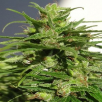Ethiopian Regular Cannabis Seeds | Ace Seeds