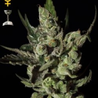 Exodus Cheese Feminised Cannabis Seeds | Green House Seeds