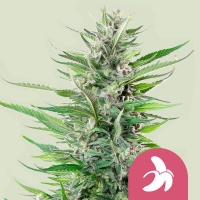 Fat Banana Feminised Cannabis Seeds | Royal Queen Seeds.