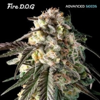 Fire Dog Feminised Cannabis Seeds | Advanced Seeds.