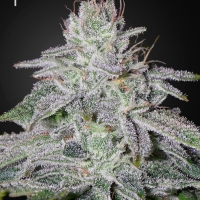 Francos Lemon Cheese Feminised Cannabis Seeds | Green House Seeds.