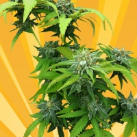 Stilton Breath Feminised Cannabis Seeds