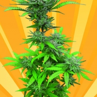 Crystal Dwarf Auto Regular Cannabis Seeds