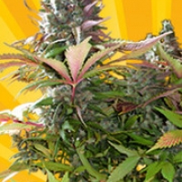 Mighty Grape Feminised Cannabis Seeds