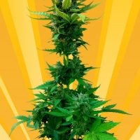 White Goblin Auto Feminised Cannabis Seeds