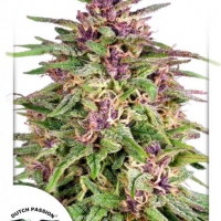 Frisian Dew Feminised Cannabis Seeds | Dutch Passion 
