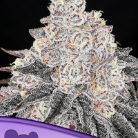 Frozen Black Cherry Feminised Cannabis Seeds - Anesia Seeds