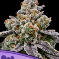Frozen Face Auto Feminised Cannabis Seeds - Anesia Seeds