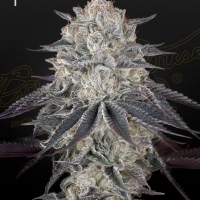 Fullgas Feminised Cannabis Seeds | Green House Seeds.