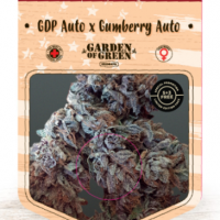 GDP Auto x Gumberry Auto Feminised Cannabis Seeds | Garden of Green