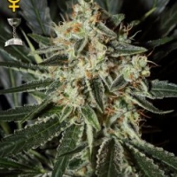 Cheese Feminised Cannabis Seeds | Green House Seeds 