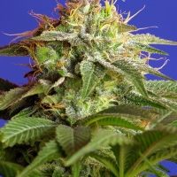 Green Poison Fast V Feminised Cannabis Seeds | Sweet Seeds