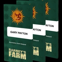 Gary Payton Feminised Cannabis Seeds | Barney's Farm.