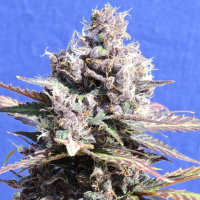 Gelato Feminised Cannabis Seeds | Original Sensible Seeds Company