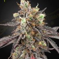 Gelato 41 X Gelato 41 Auto Feminised Cannabis Seeds | Green House Seeds.