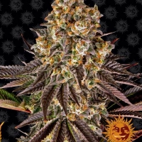 Gelato 45 Feminised Cannabis Seeds | Barney's Farm.