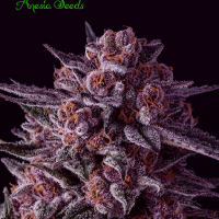 Gelato Dream Feminised Cannabis Seeds - Anesia Seeds
