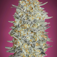 Gelato 33 FAST Feminised Cannabis Seeds | Advanced Seeds.