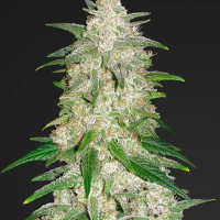 Gelato Auto Feminised Cannabis Seeds | Fast Buds